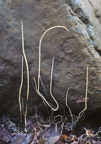 Macrotyphula juncea